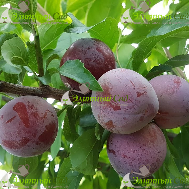 Слива Санта Роза (Santa Rosa)