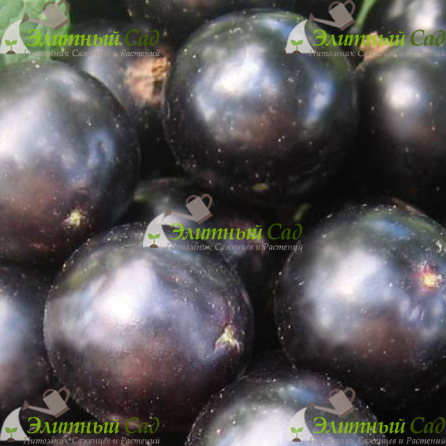 Смородина черная Cassissima Noiroma
