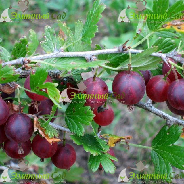Крыжовник Финик