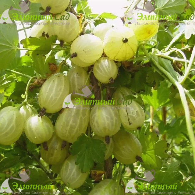 Крыжовник Гроссуляр