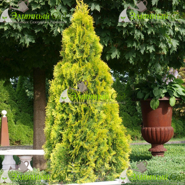 Туя западная golden smaragd