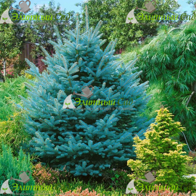Ель голубая super blue seedling