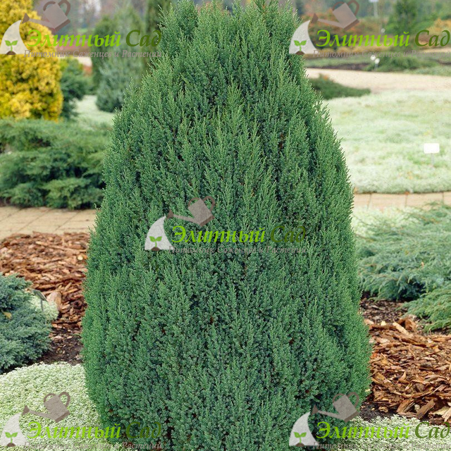Можжевельник китайский stricta