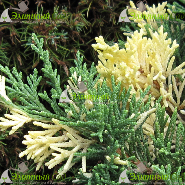 Можжевельник даурский expansa variegata
