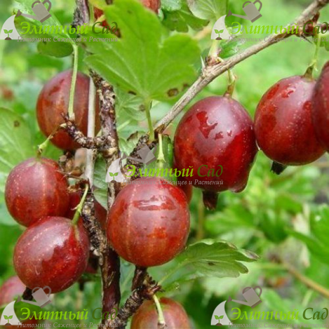 Крыжовник Оксамит