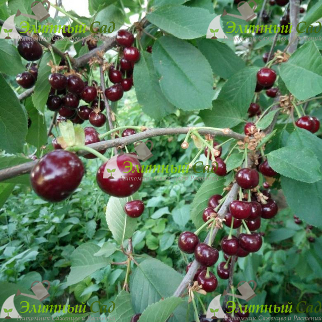 Вишня Жуковская