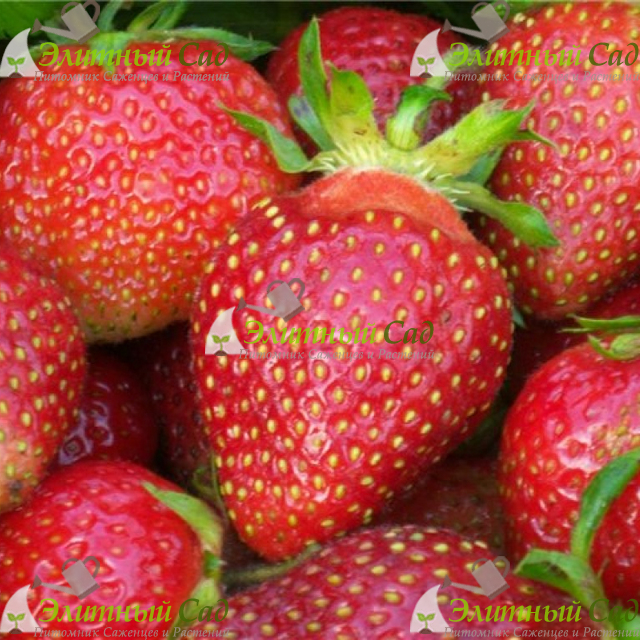 Клубника Царица