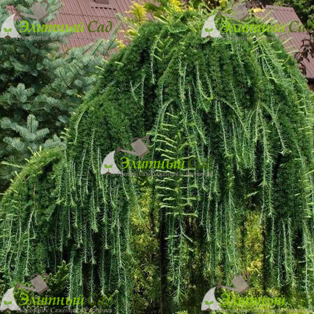Лиственница европейская Pendula