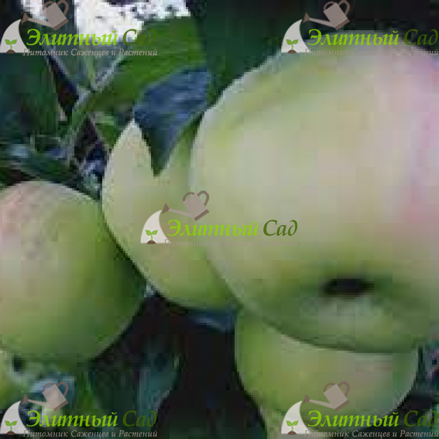 Яблоня Совхозное