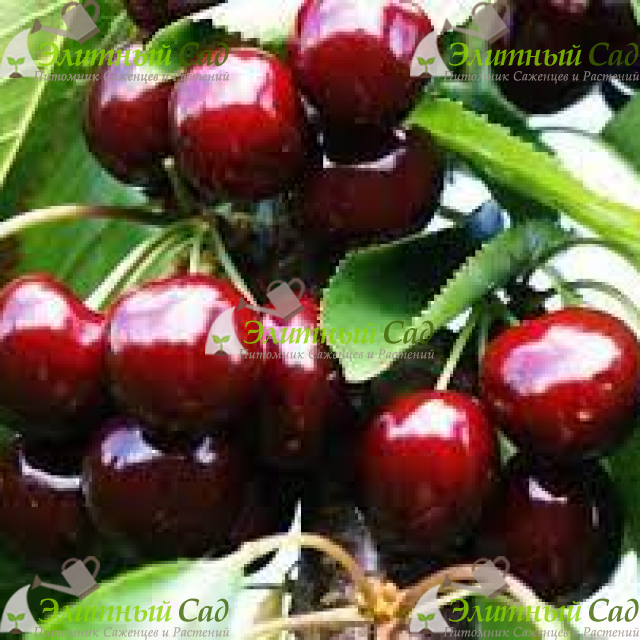 Черешня Самба
