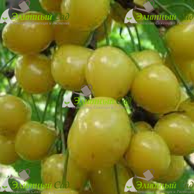 Черешня Золотая Лошицкая