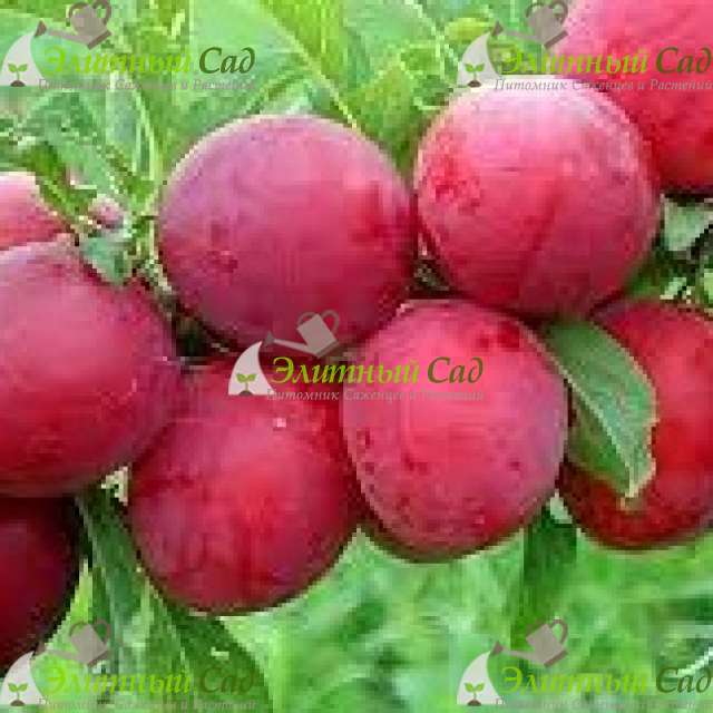 Слива Шершневская