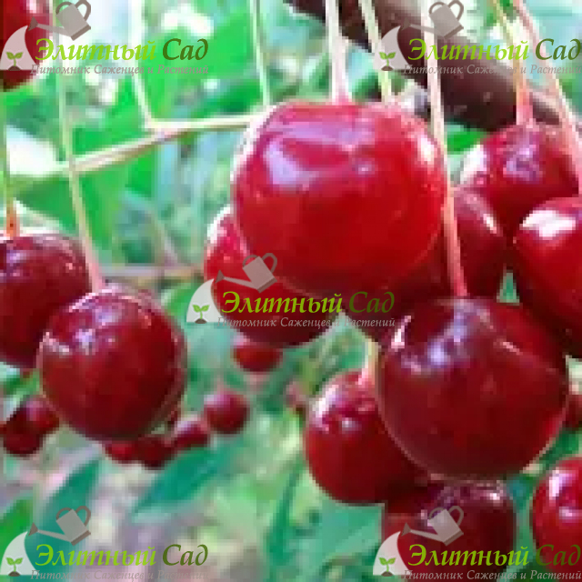 Вишня  Аморель Никифорова
