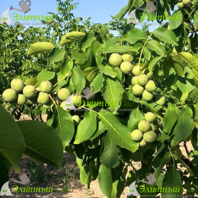 Грецкий орех Изящный