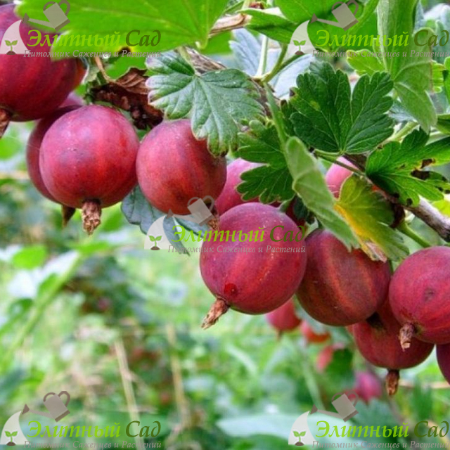 Крыжовник Ласковый