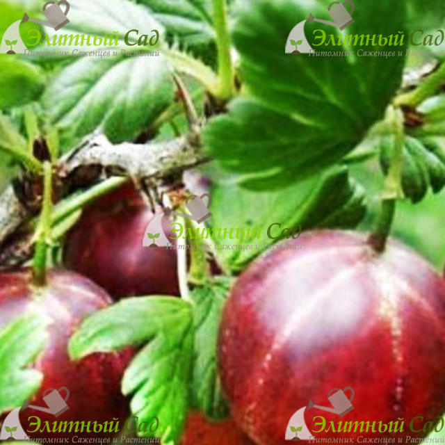Крыжовник Сеянец Лефора