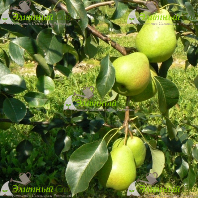 Груша Кудесница
