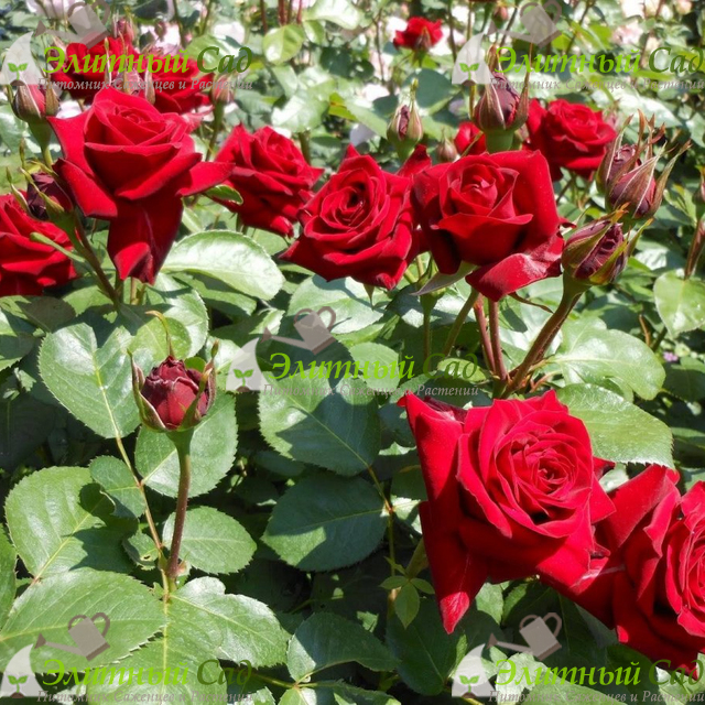 Роза чайно гибридная Эксплорер