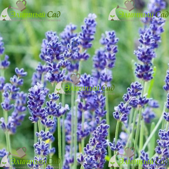 Лаванда узколистная Loddon Blue