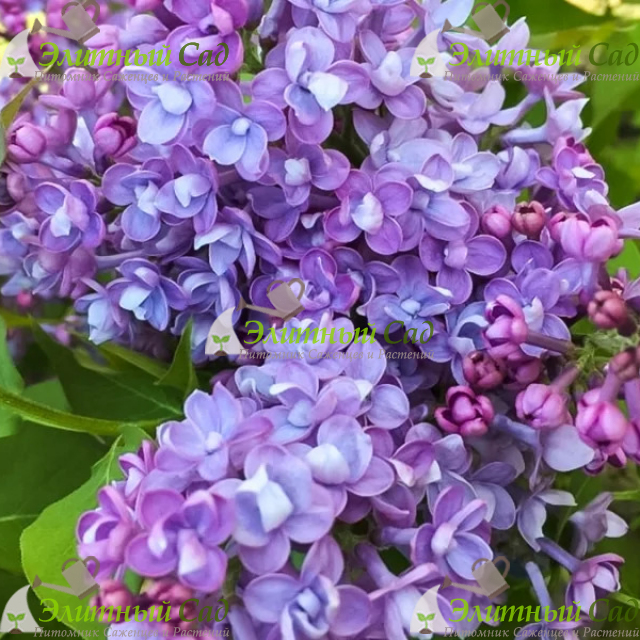Сирень махровая 