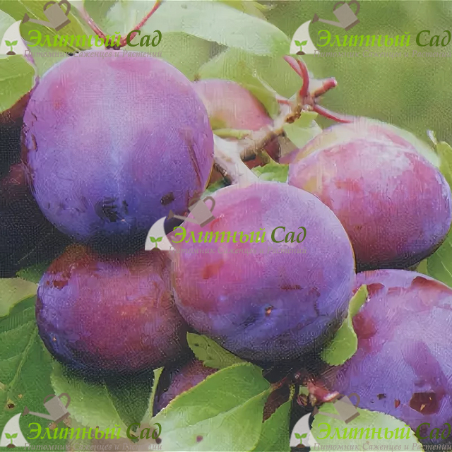 Слива Виола