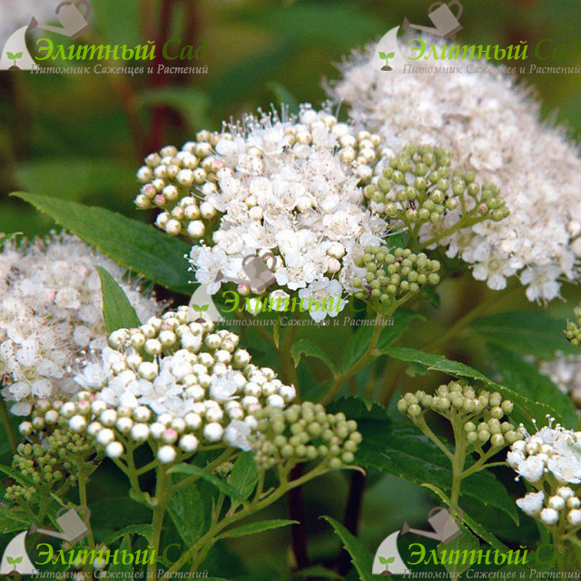 Спирея японская Albiflora