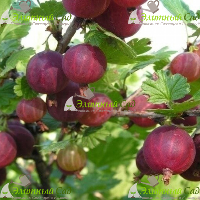 Крыжовник Красный триумф