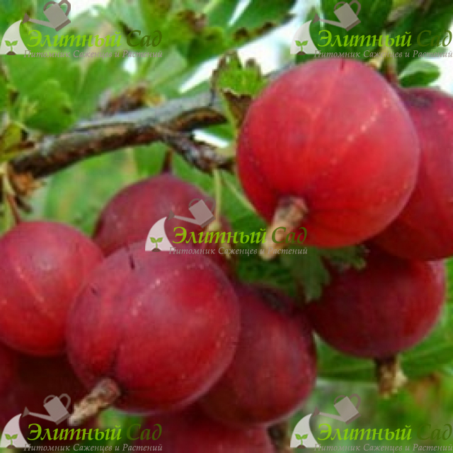 Крыжовник Конфетный