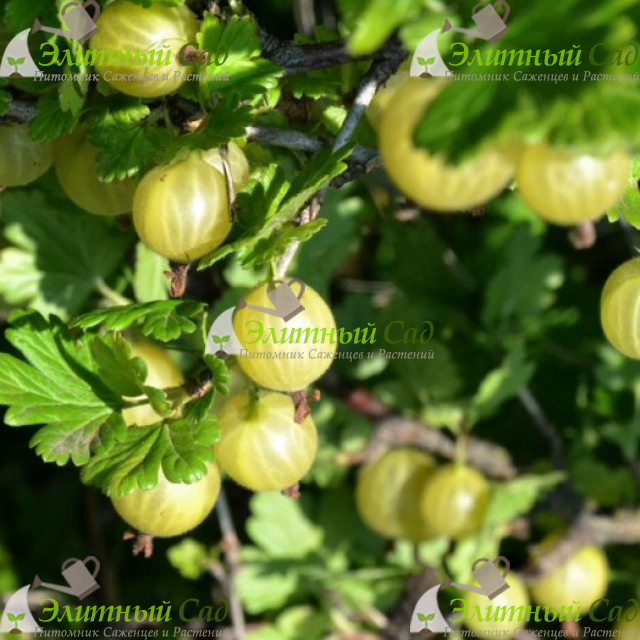 Крыжовник Мукуринес