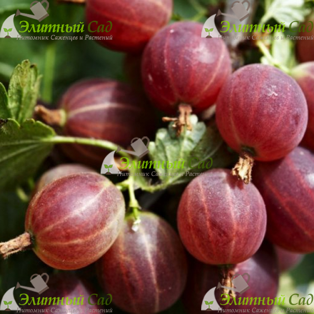 Крыжовник Хиннонмаки Ред
