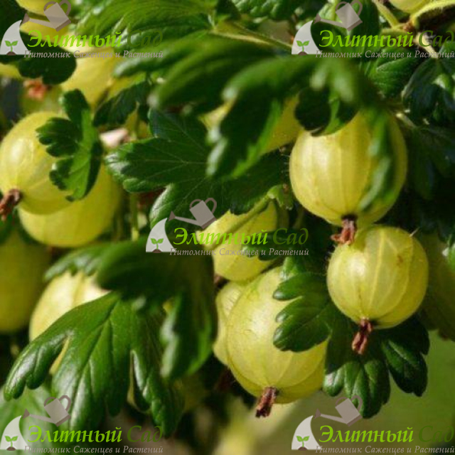 Крыжовник Инвикта