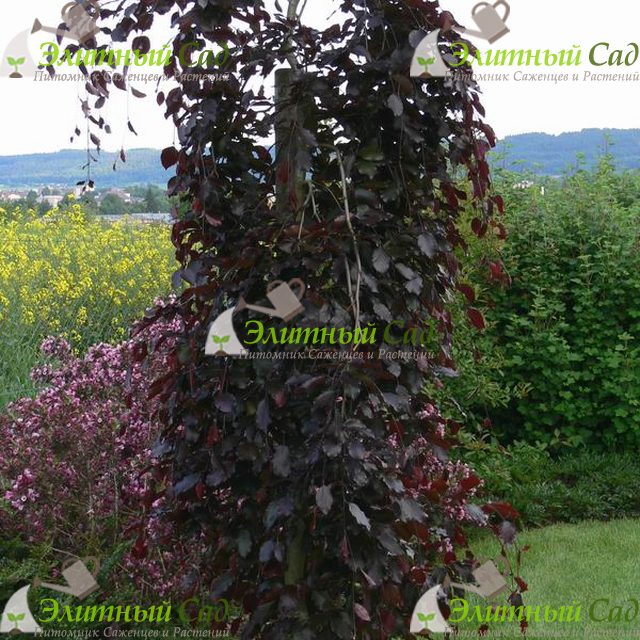 Береза повислая purpurea
