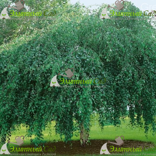 Береза повислая long trunk